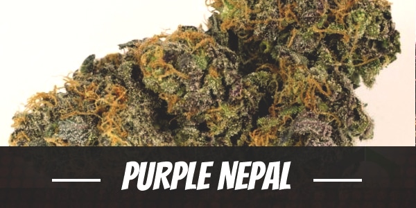 Purple Nepal