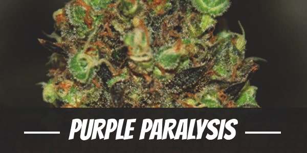 Purple Paralysis