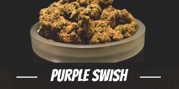 Purple Swish cannabis strain review