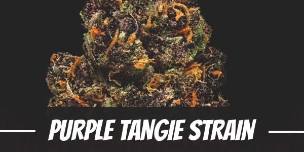 Purple Tangie Strain