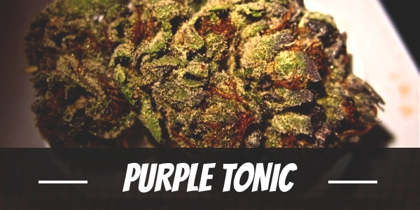 Purple Tonic