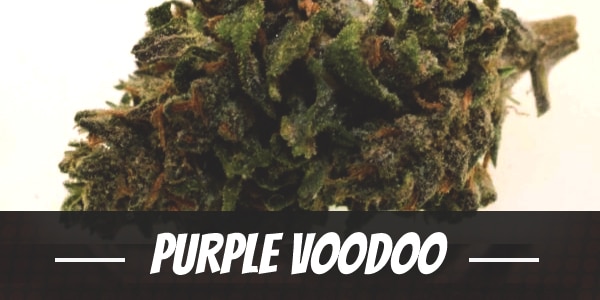 Purple Voodoo