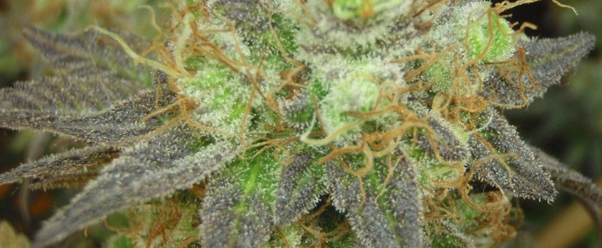 Purple Candy Medical