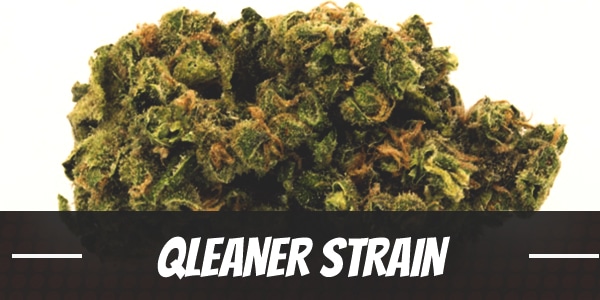 Qleaner Strain