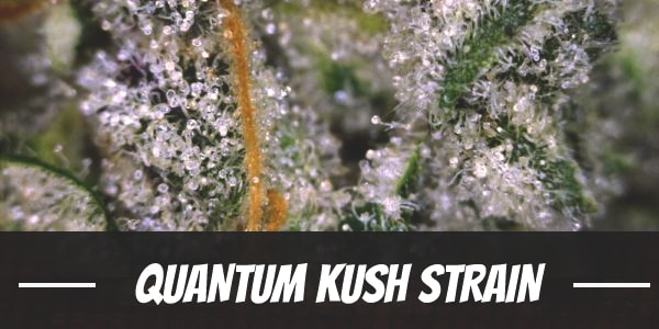 Quantum Kush Strain