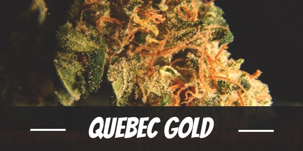 Quebec Gold