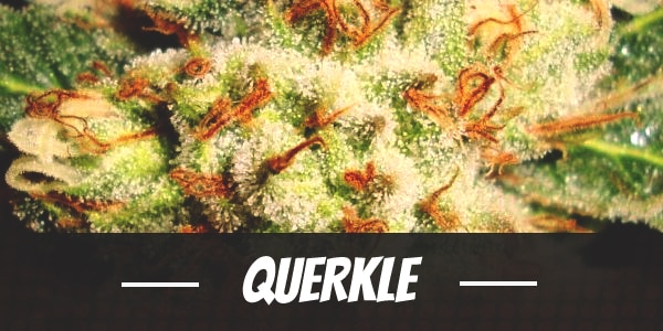 Querkle