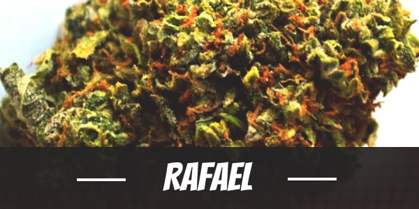 Rafael