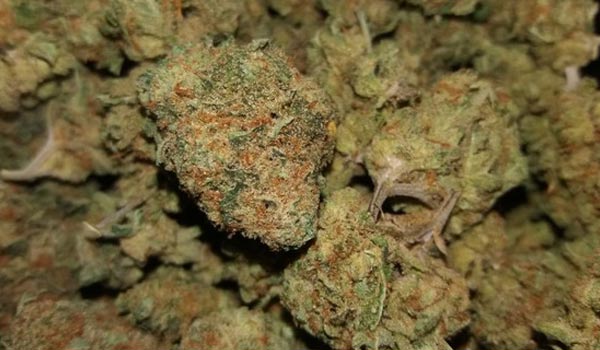 Rare Dankness #1 Strain Effects