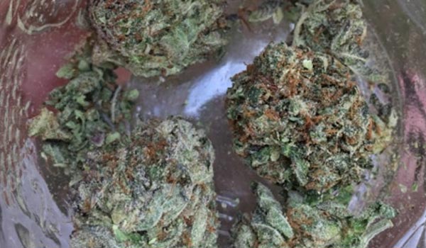 Rare Dankness #1 Strain Medical