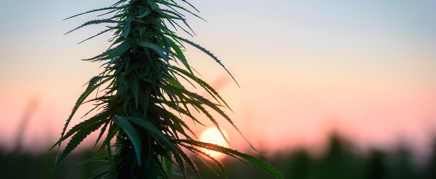 Reasons to Grow Marijuana Outdoors