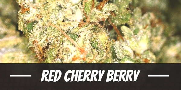 Red Cherry Berry