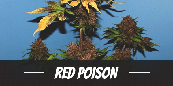 Red Poison