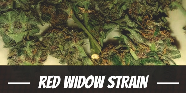 Red Widow Strain