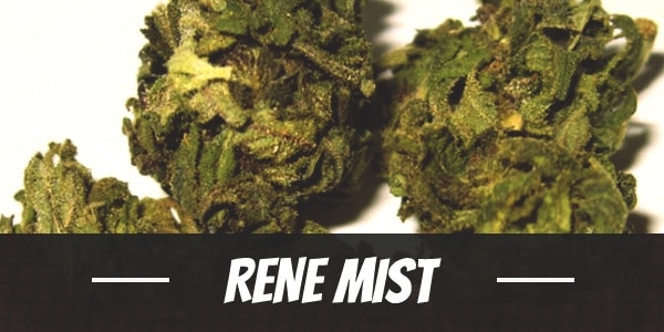 Rene Mist