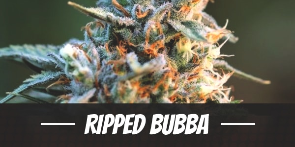 Ripped Bubba