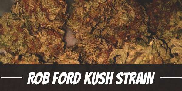 Rob Ford Kush Strain