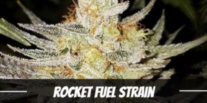 Rocket Fuel Strain