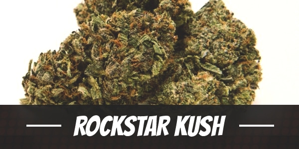 Rockstar Kush