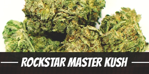 Rockstar Master Kush