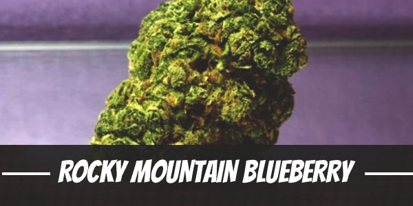 Rocky Mountain Blueberry