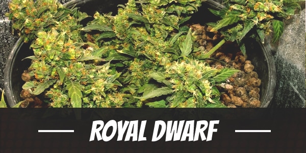 Royal Dwarf