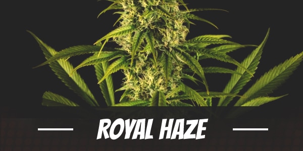 Royal Haze