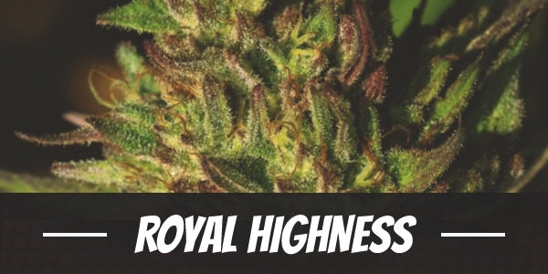 Royal Highness