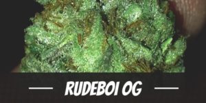 RudeBoi OG