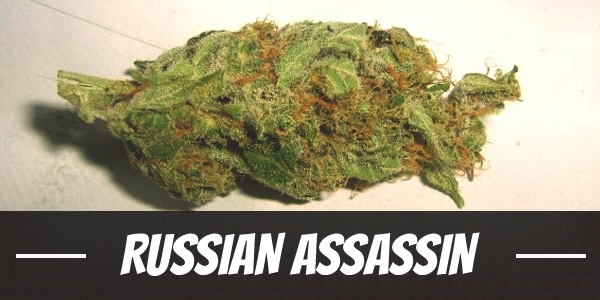 Russian Assassin