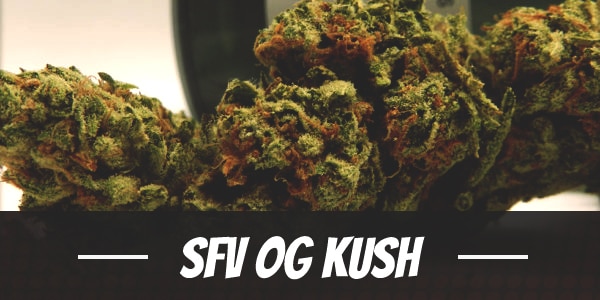 SFV OG Kush