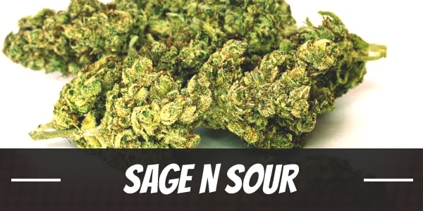 Sage N Sour