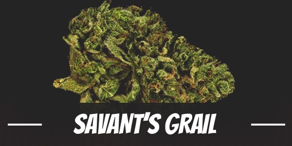 Savant’s Grail weed strain review