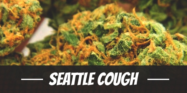 Seattle Cough