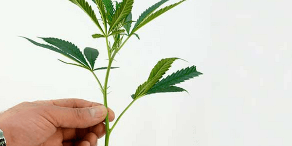 Select a marijuana plant for cloning