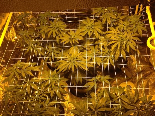 ladies switched to HPS light