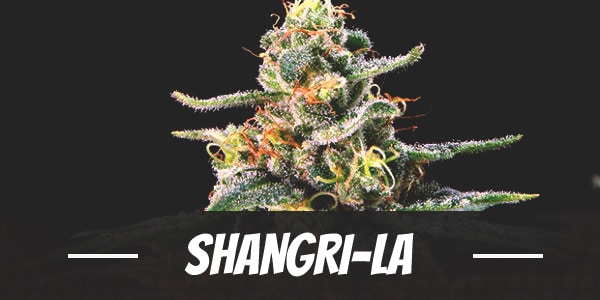 Shangri-La