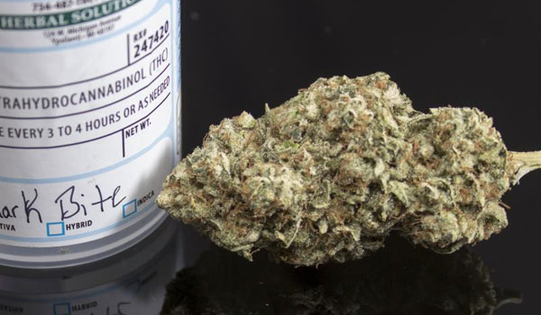 Shark Bite Strain Medical