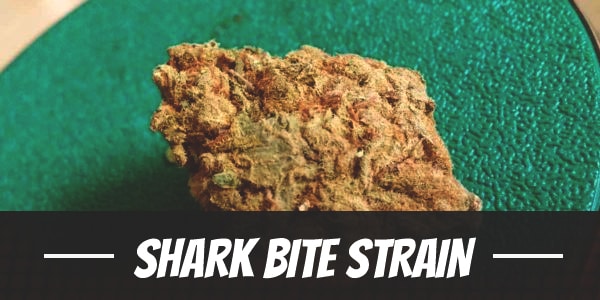 Shark Bite Strain