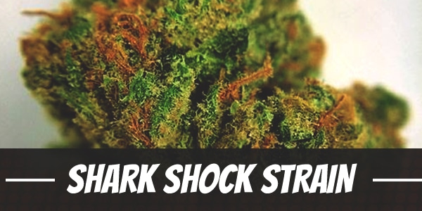 Shark Shock Strain