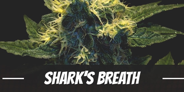 Shark’s Breath