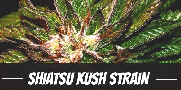 Shiatsu Kush Strain