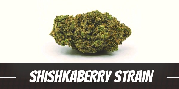 Shishkaberry Strain