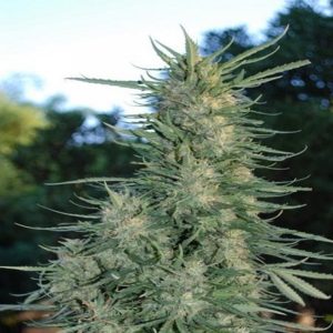 Shiva ourdoor grow plant features