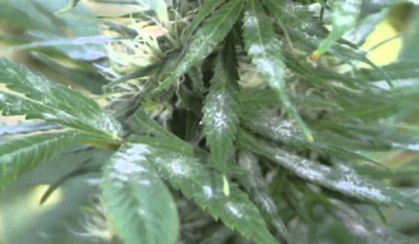 Signs of powdery mildew weed