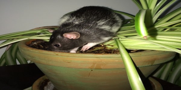 Signs of rat and mice in your marijuana plant