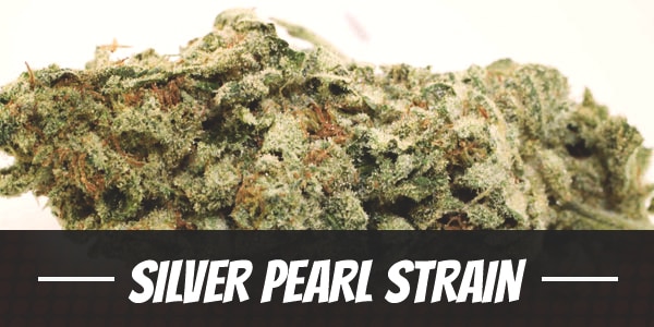 Silver Pearl Strain