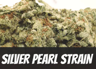 Silver Pearl Strain