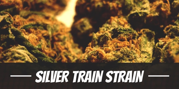 Silver Train Strain