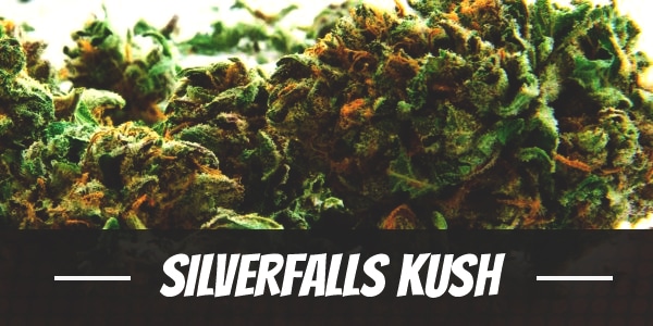 Silverfalls Kush